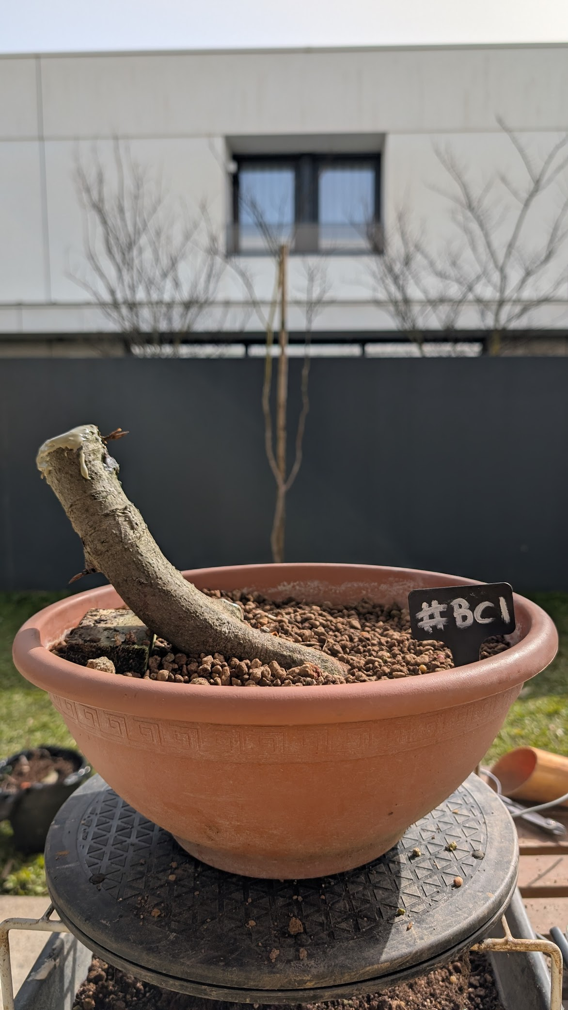 European Beech  #BC1