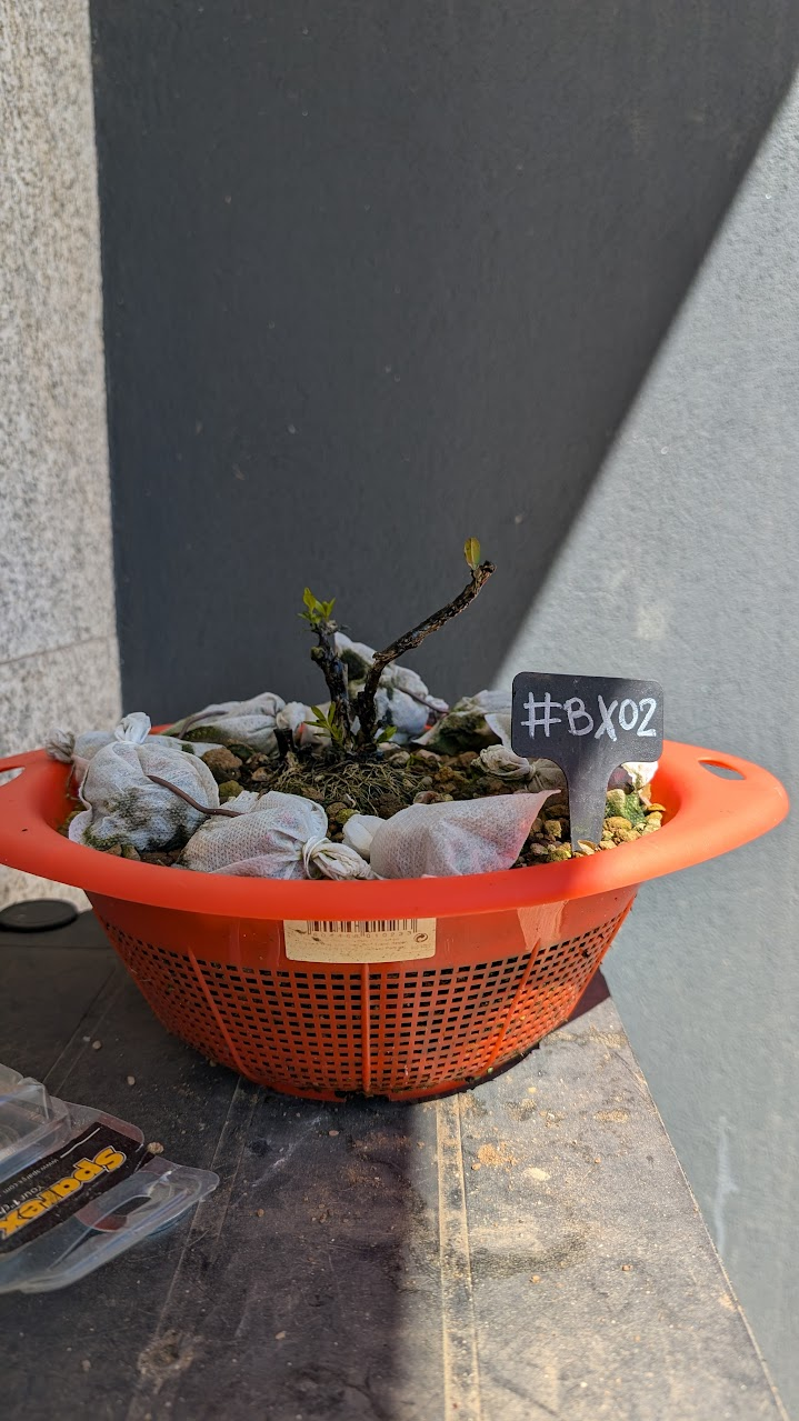 Boxwood #BX02