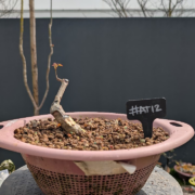 #AT0012 latest image