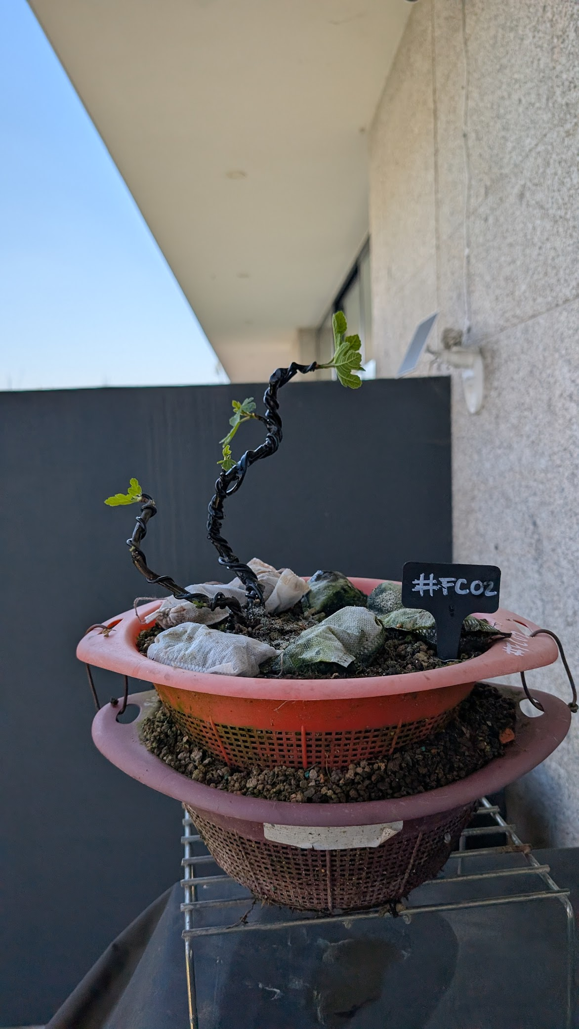 Ficus Carica #FC2