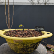 #AC0006 latest image