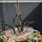 #HB0003 latest image