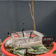 #HB0002 latest image