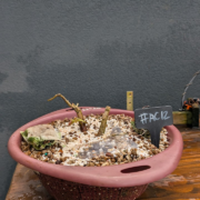 #AC0010 latest image