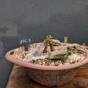 #AC0011 latest image