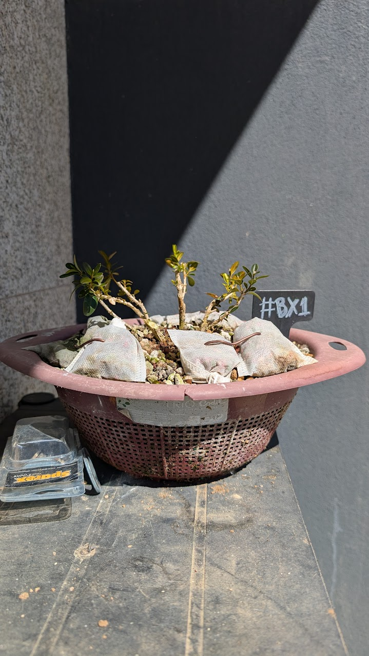 Boxwood #BX01