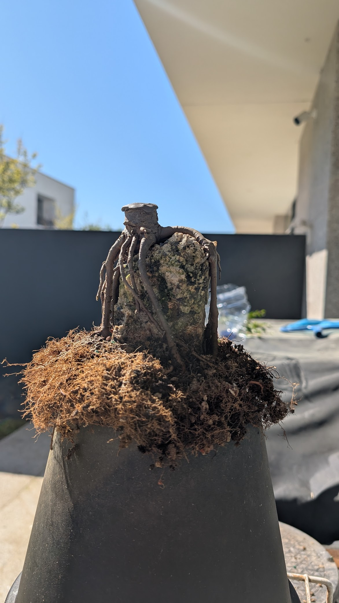 Chinese Elm #E02