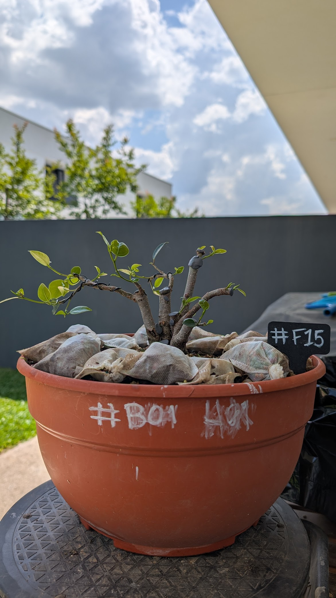 Ficus #F15