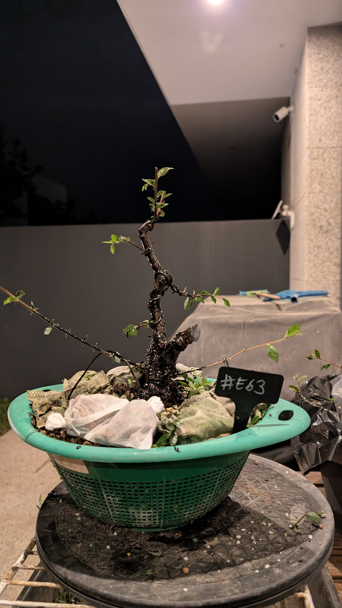 Chinese Elm #E63