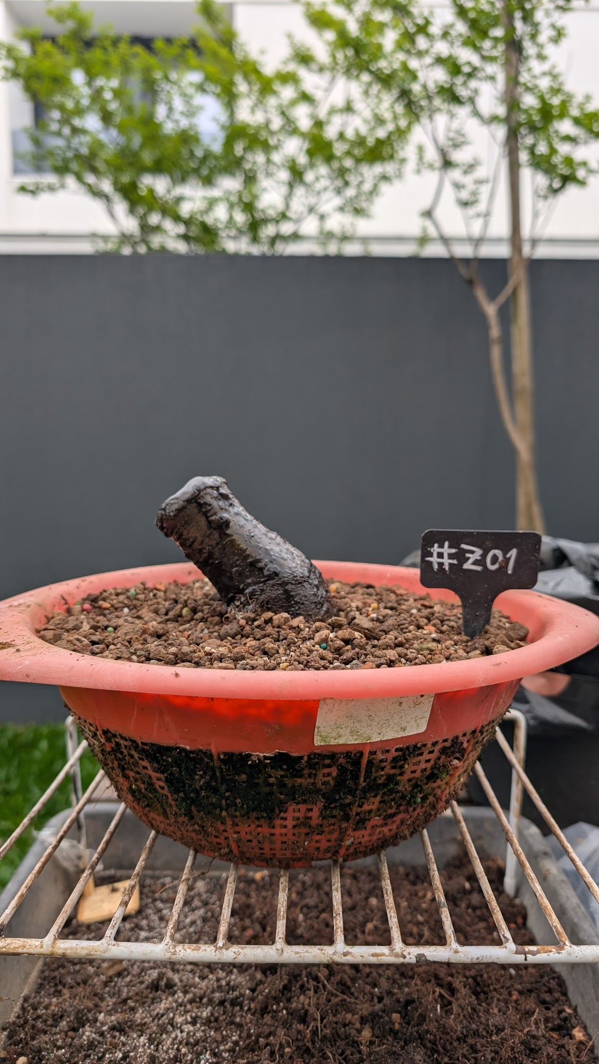 Zelkova #Z1