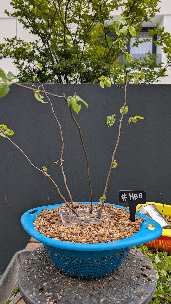 Hornbeam #HB8