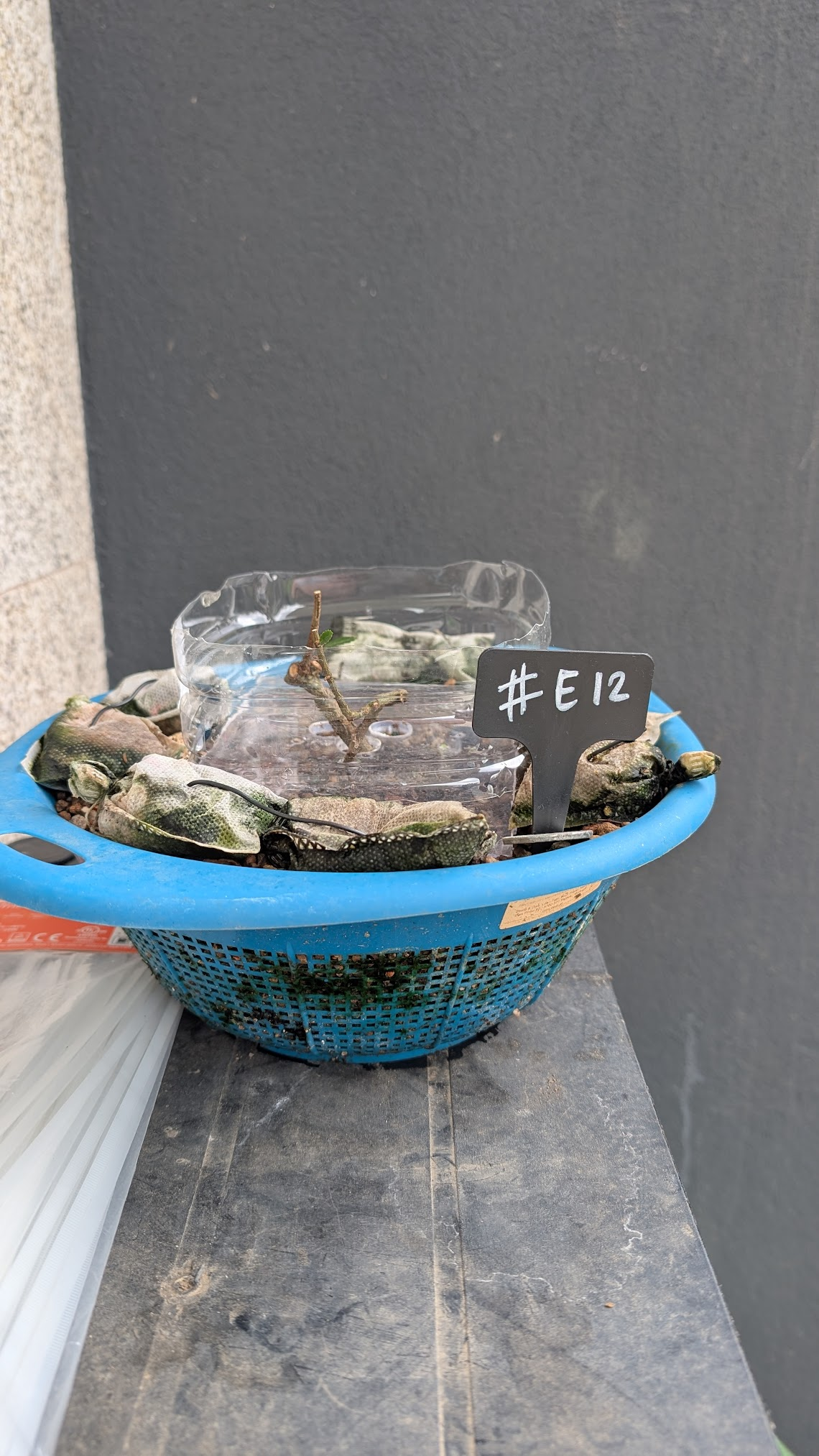 Chinese Elm #E12