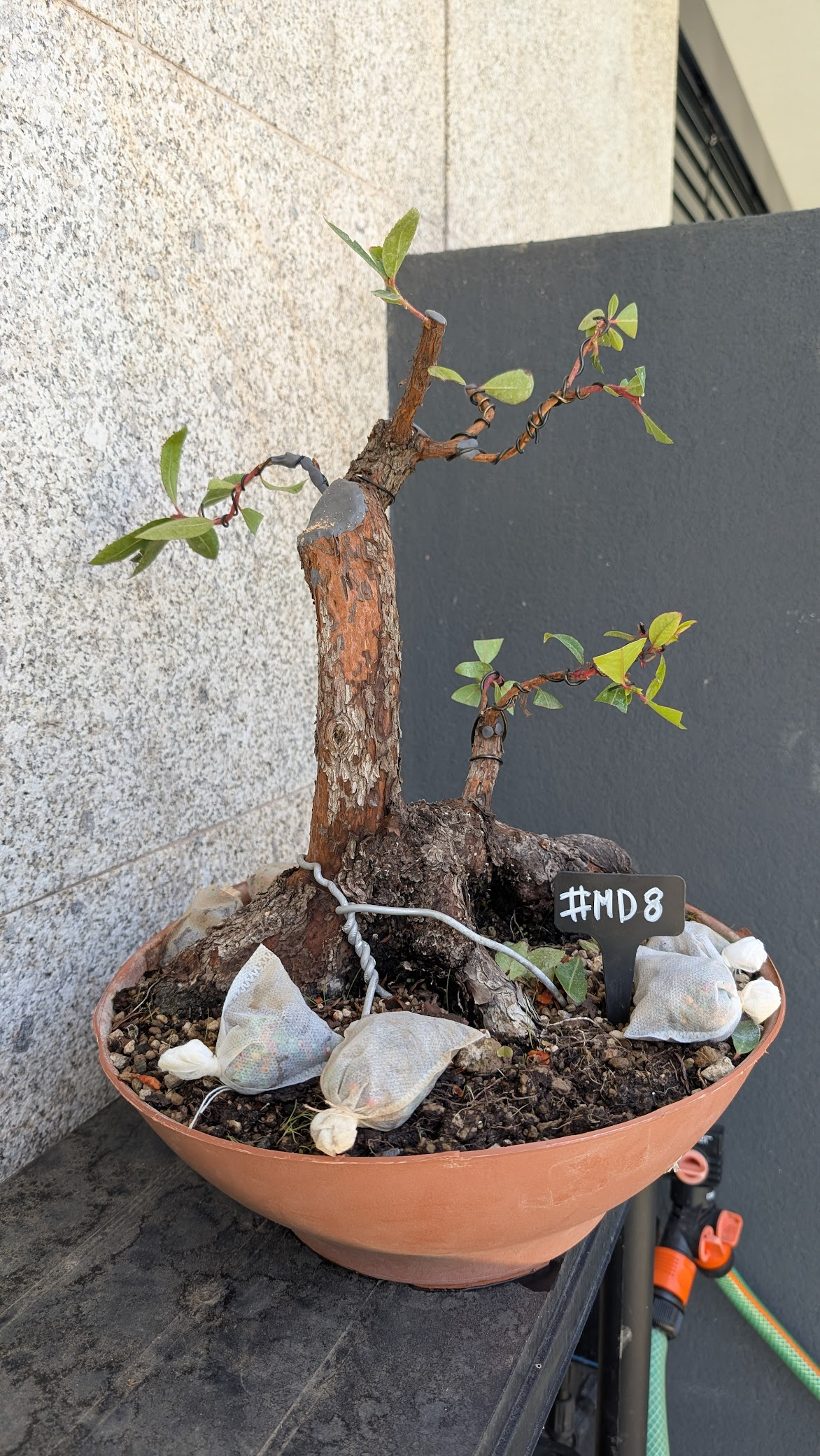 Strawberry Tree #MD8