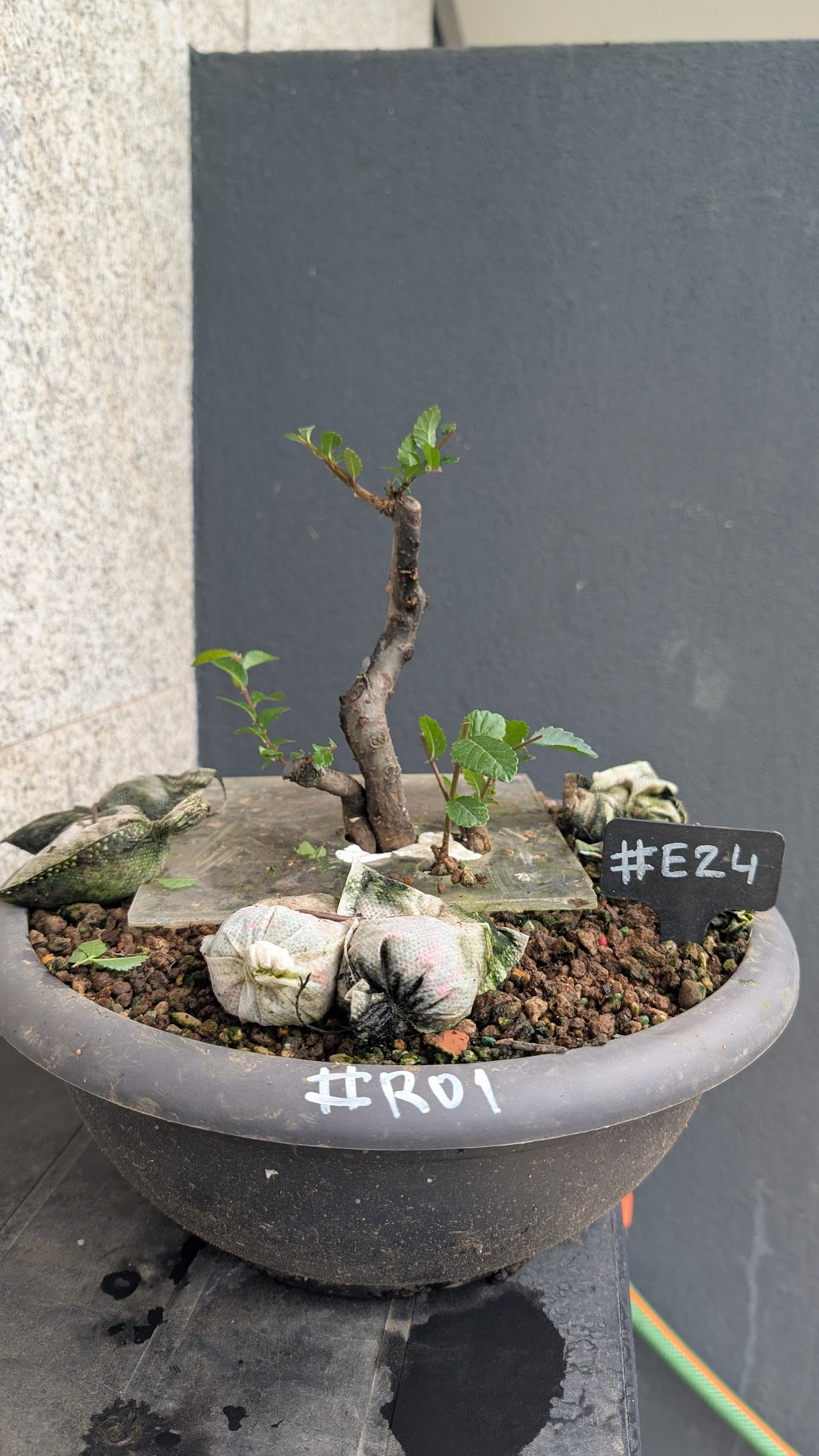 Chinese Elm #E24