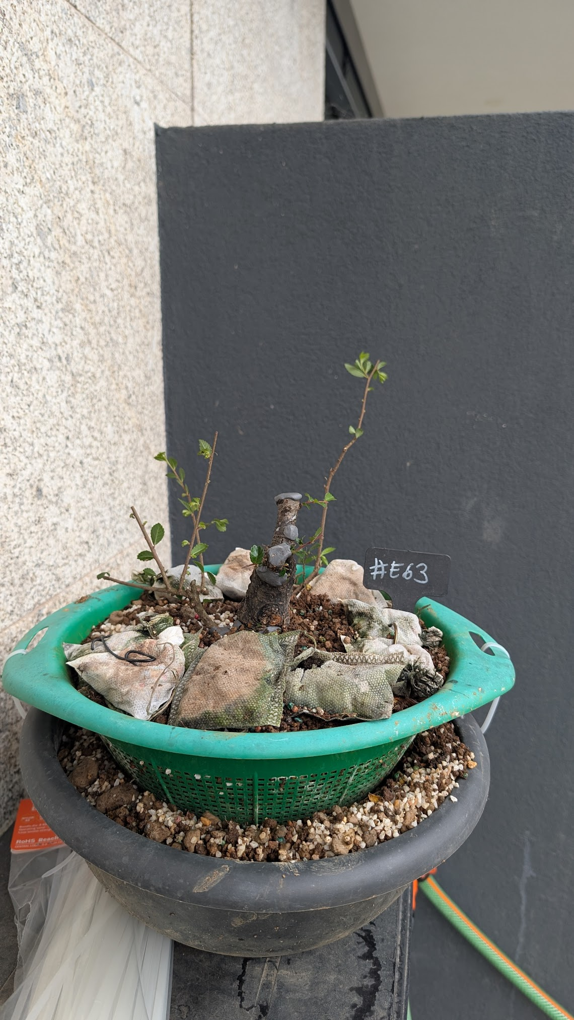 Chinese Elm #E63
