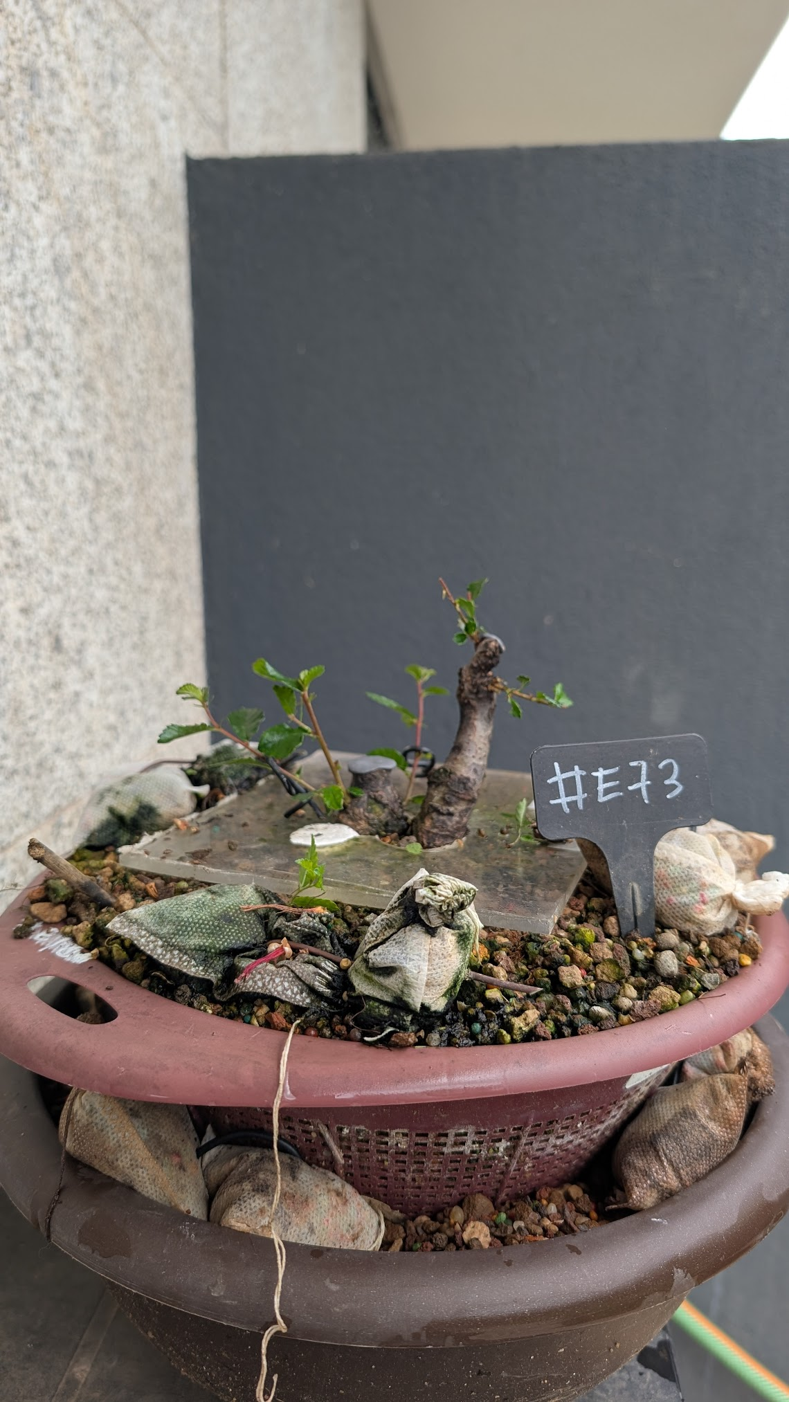 Chinese Elm #E73