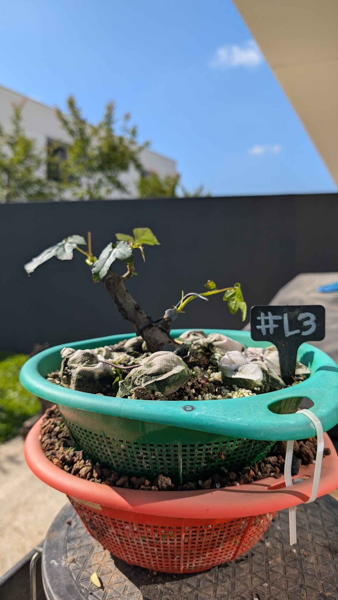 Sweetgum #L03