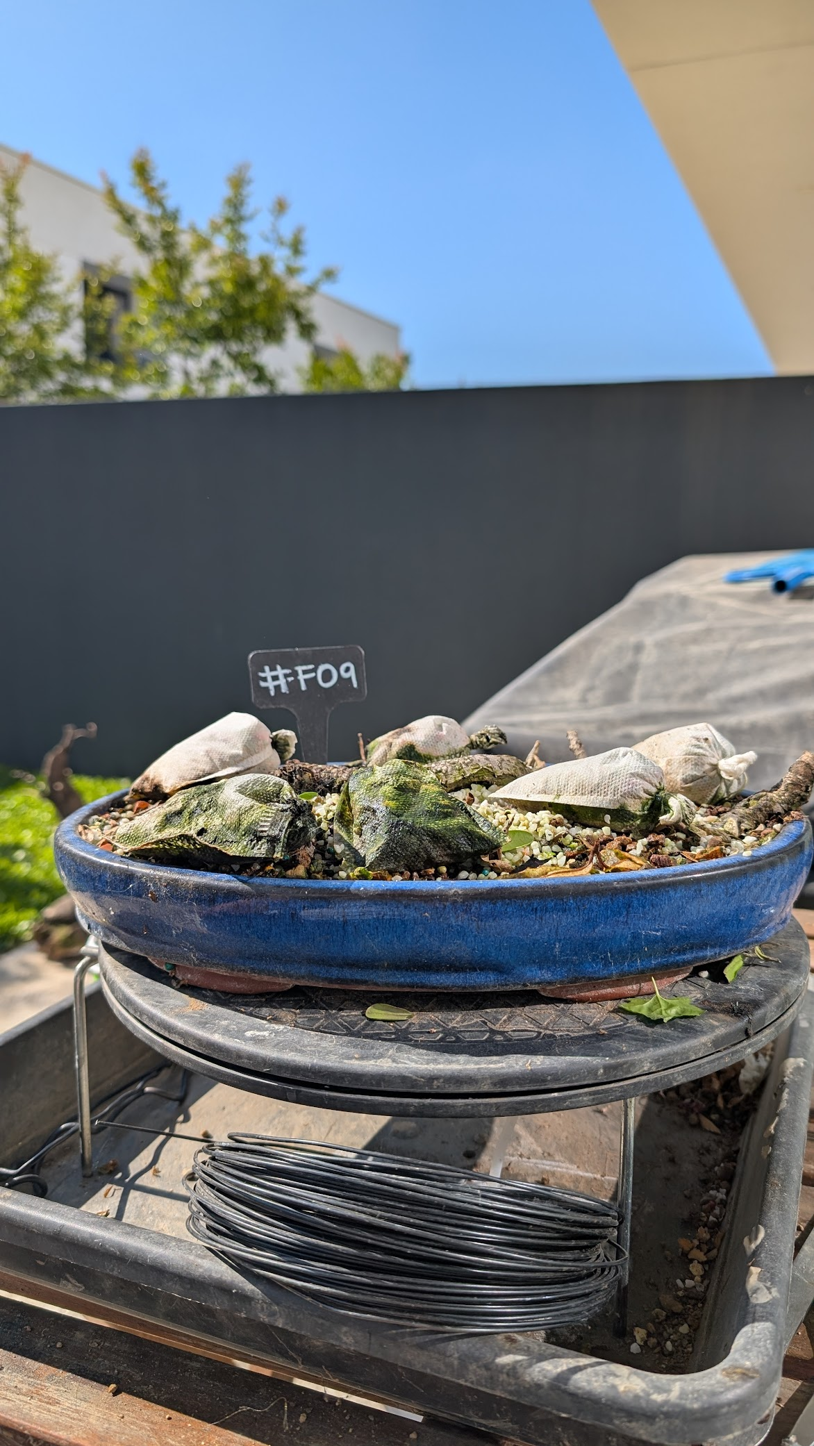 Ficus Tigerbark #F09