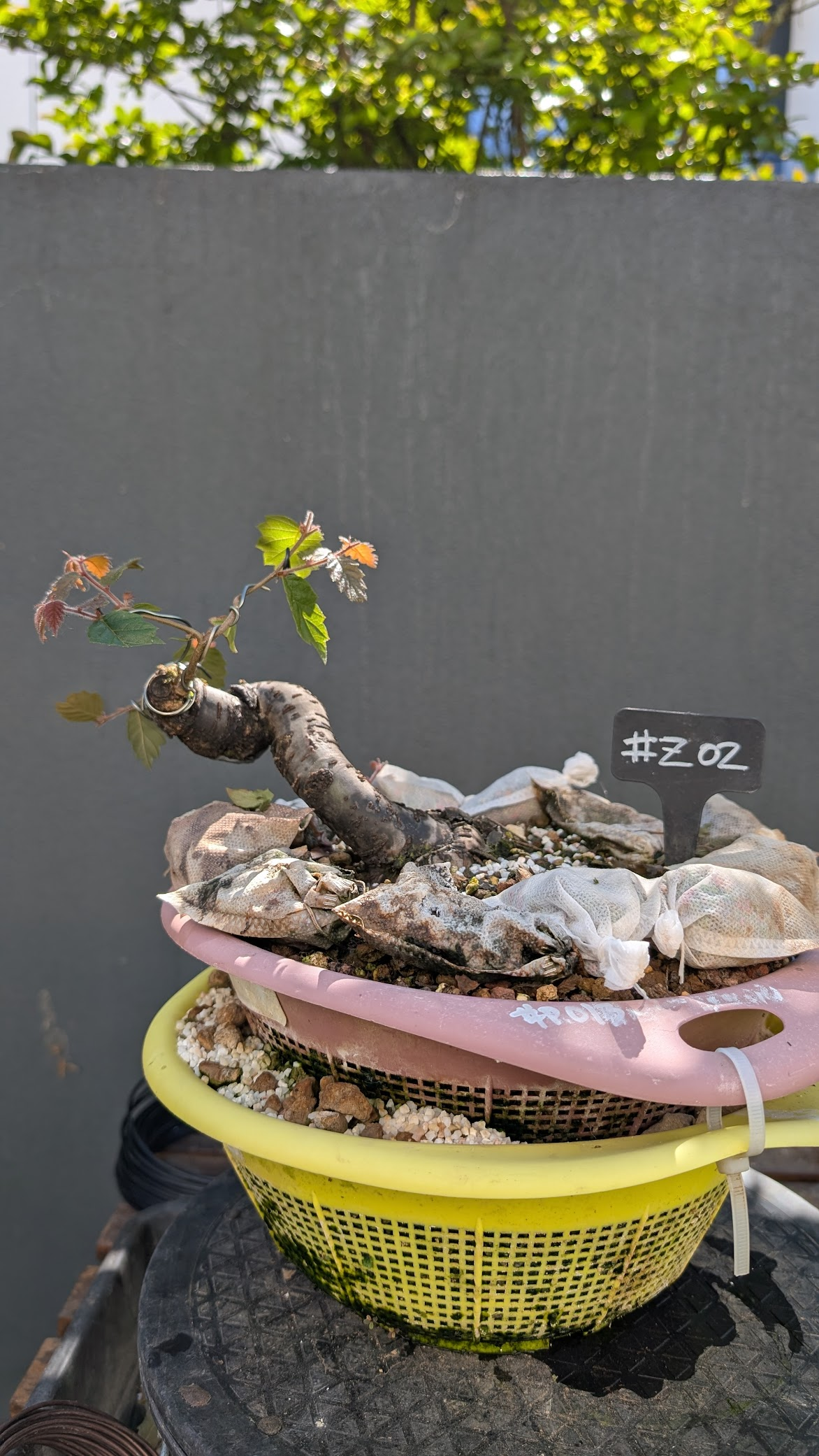 Zelkova Serrata #Z02