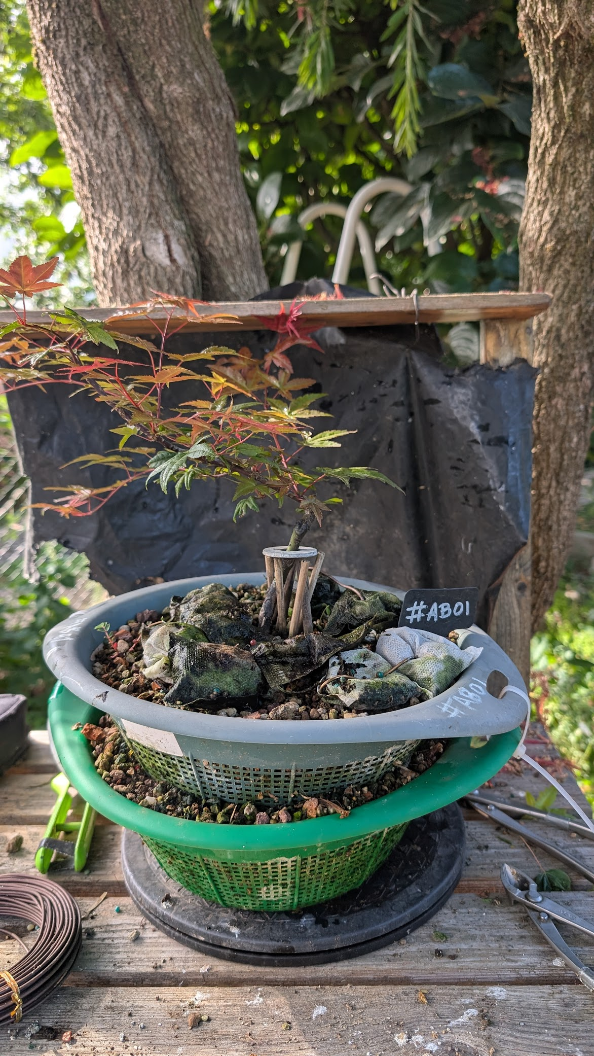 Acer Beni-Maiko #AB1