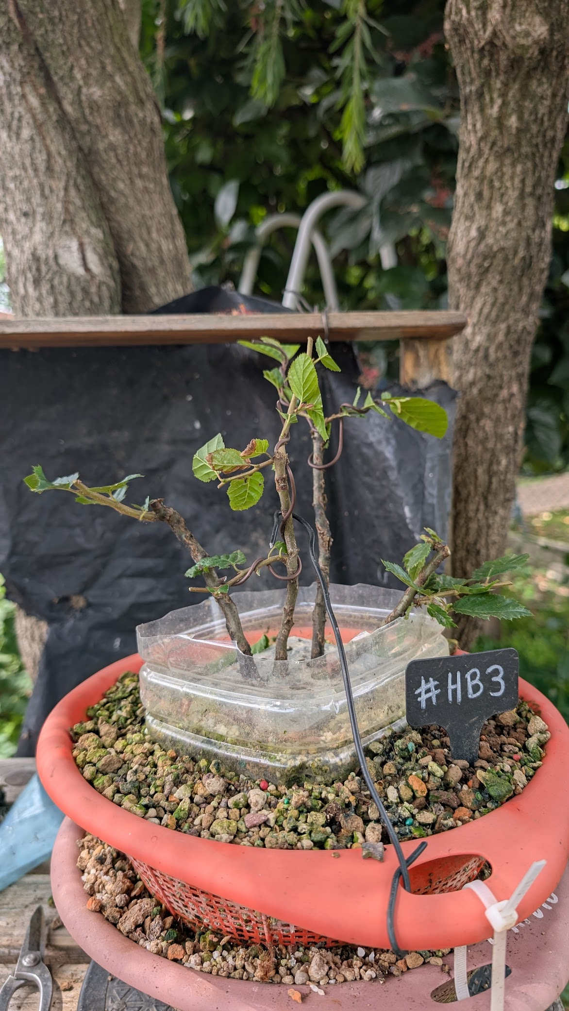 Hornbeam #HB03