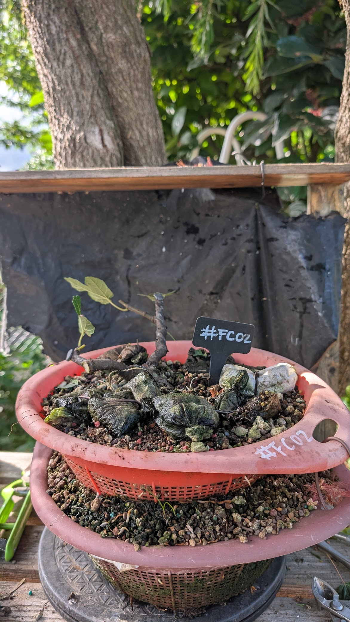 Ficus Carica #FC2