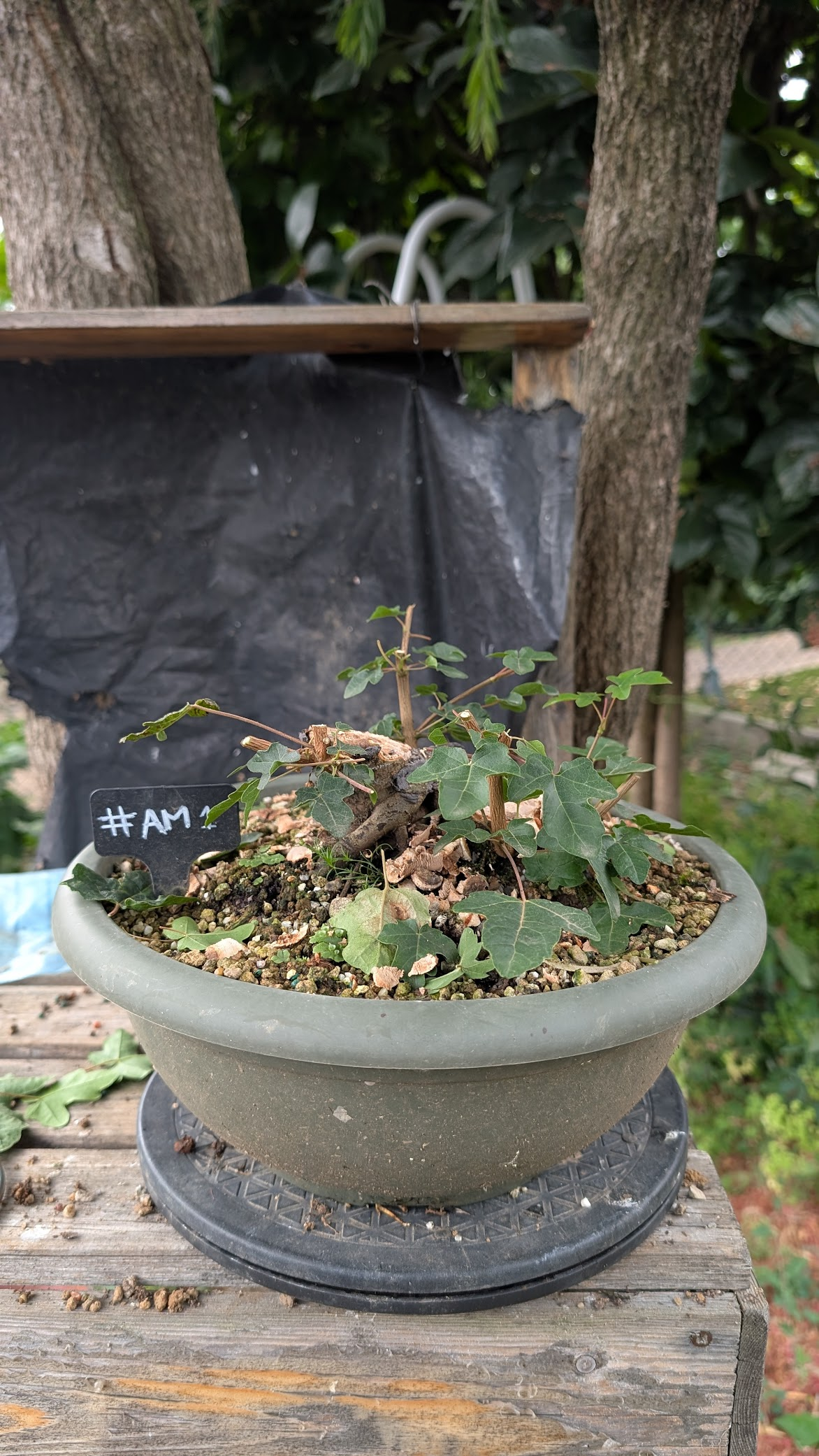 Acer Montpelier #AM01