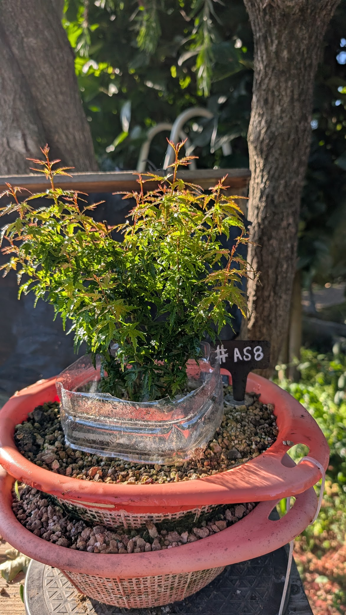 Acer Shishigashira #AS8
