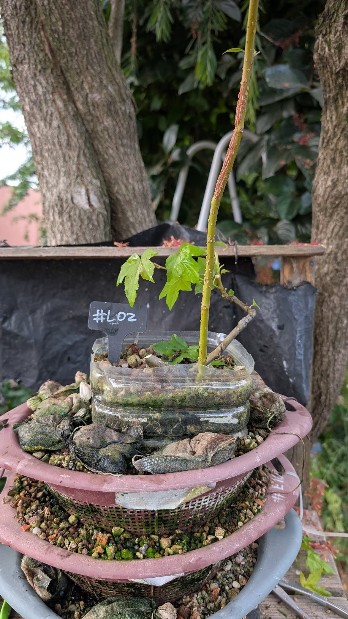 Sweetgum #L02