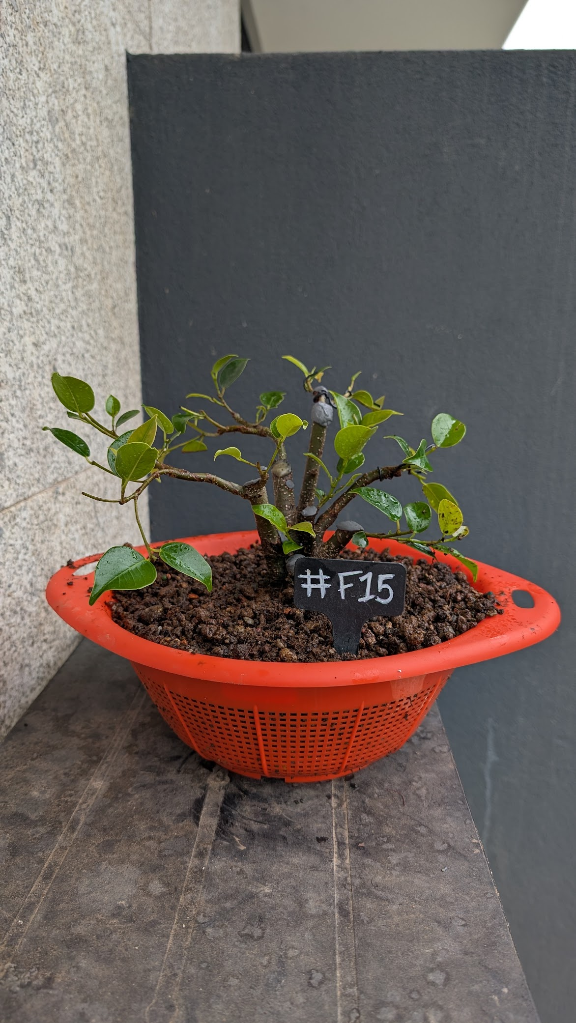 Ficus #F15