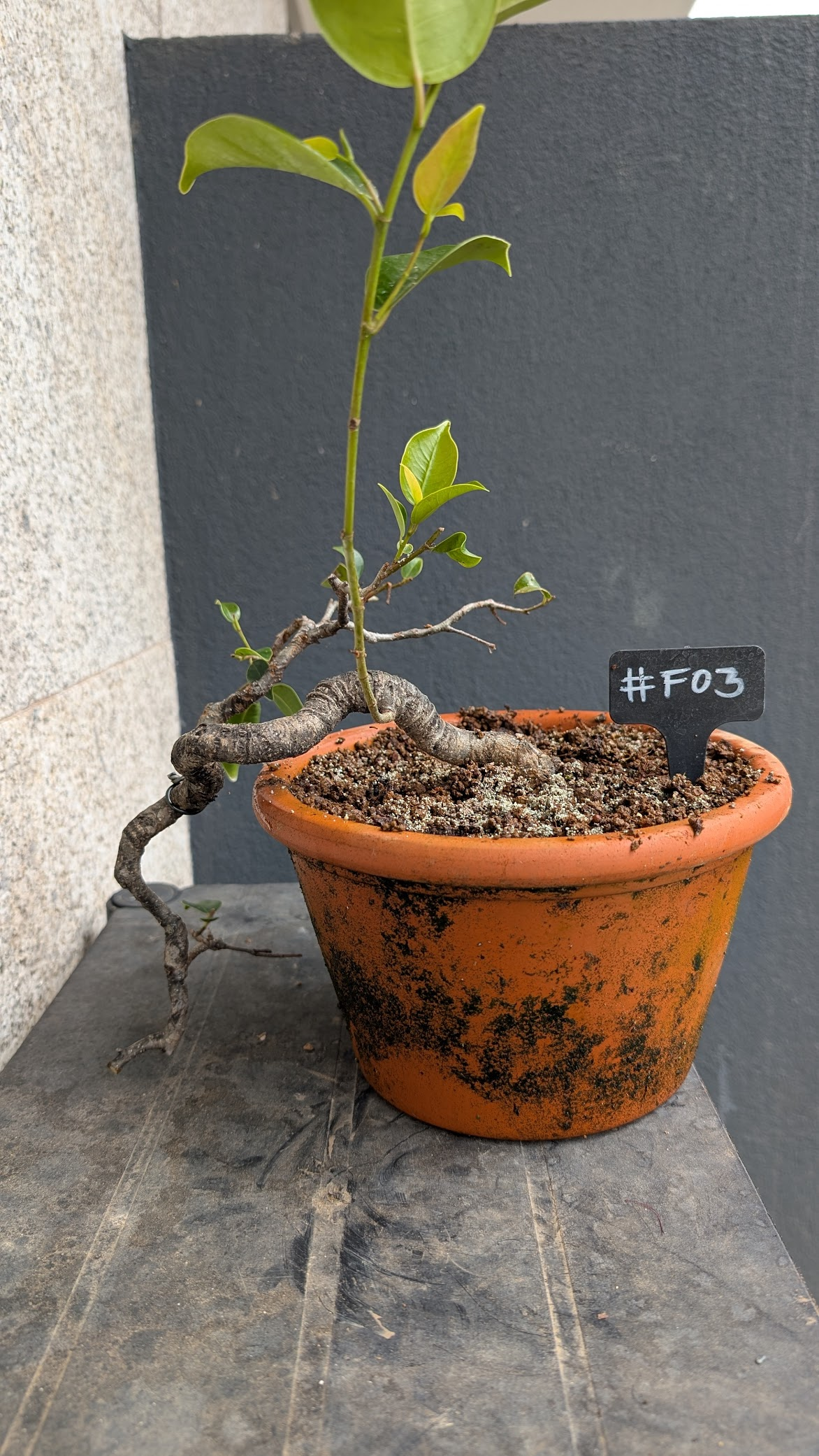 Ficus Tigerbark #F3