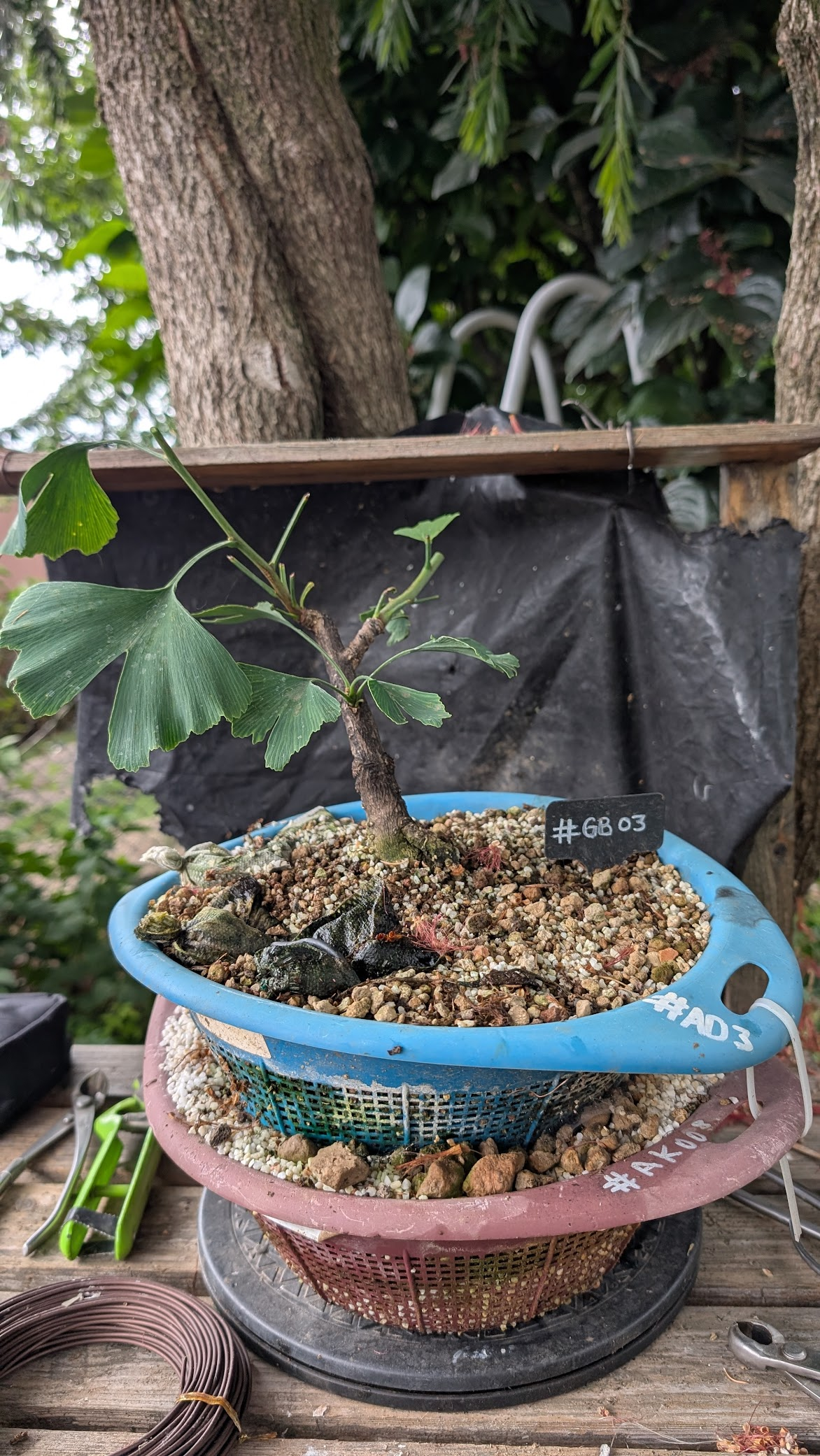 Ginkgo Biloba #GB3