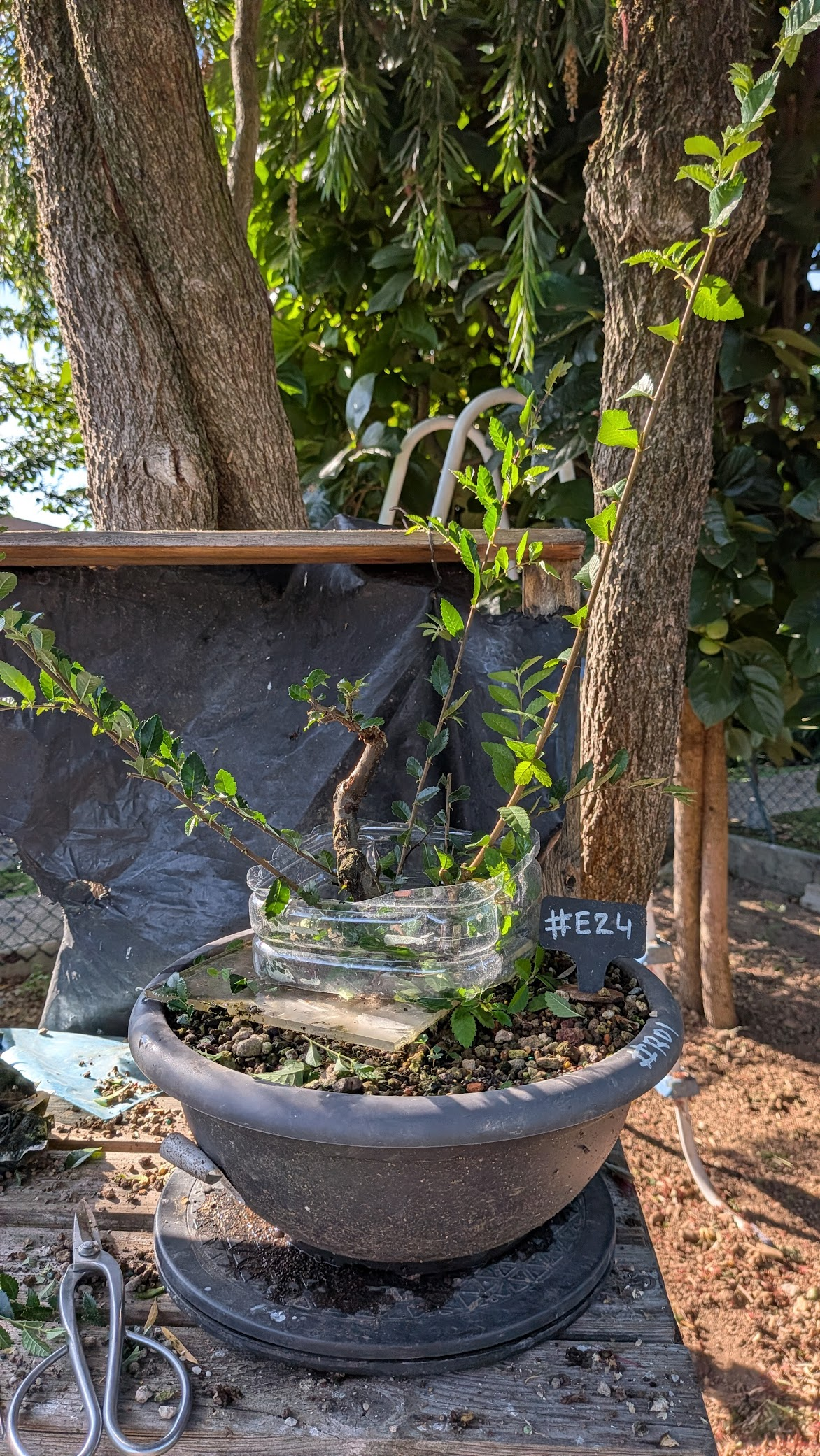 Chinese Elm #E24