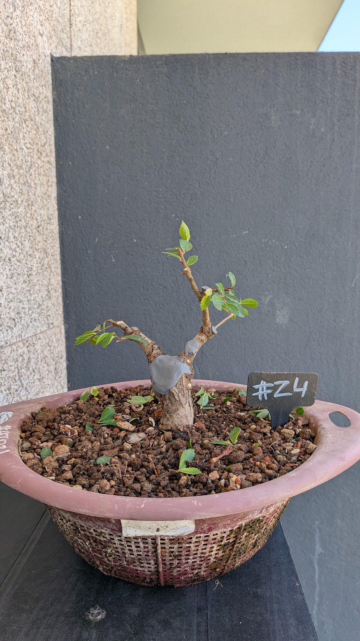 Zelkova #Z4