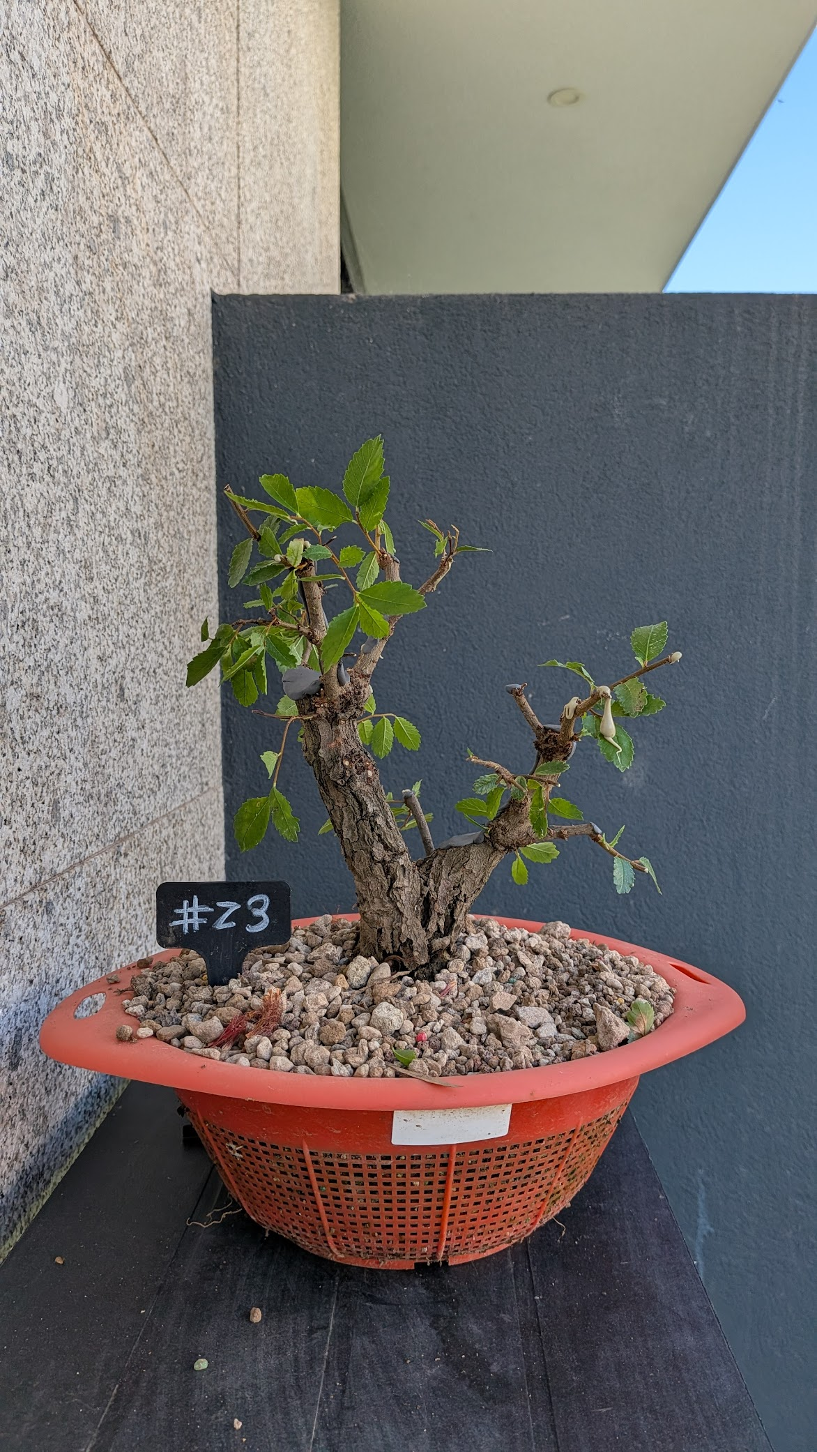 Zelkova #Z3