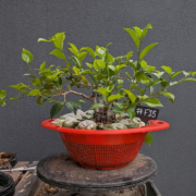 #F0015 latest image