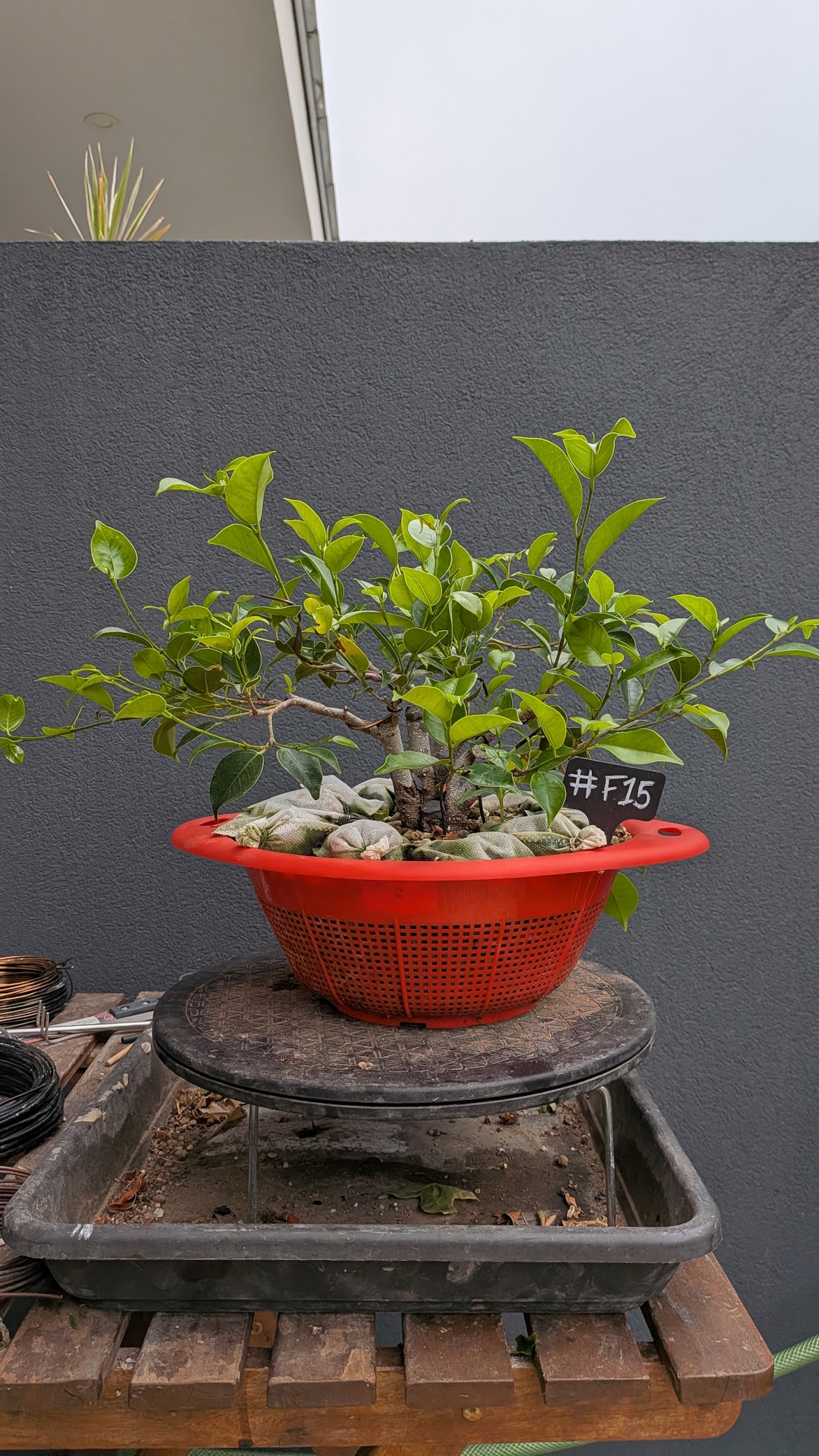 Ficus #F15