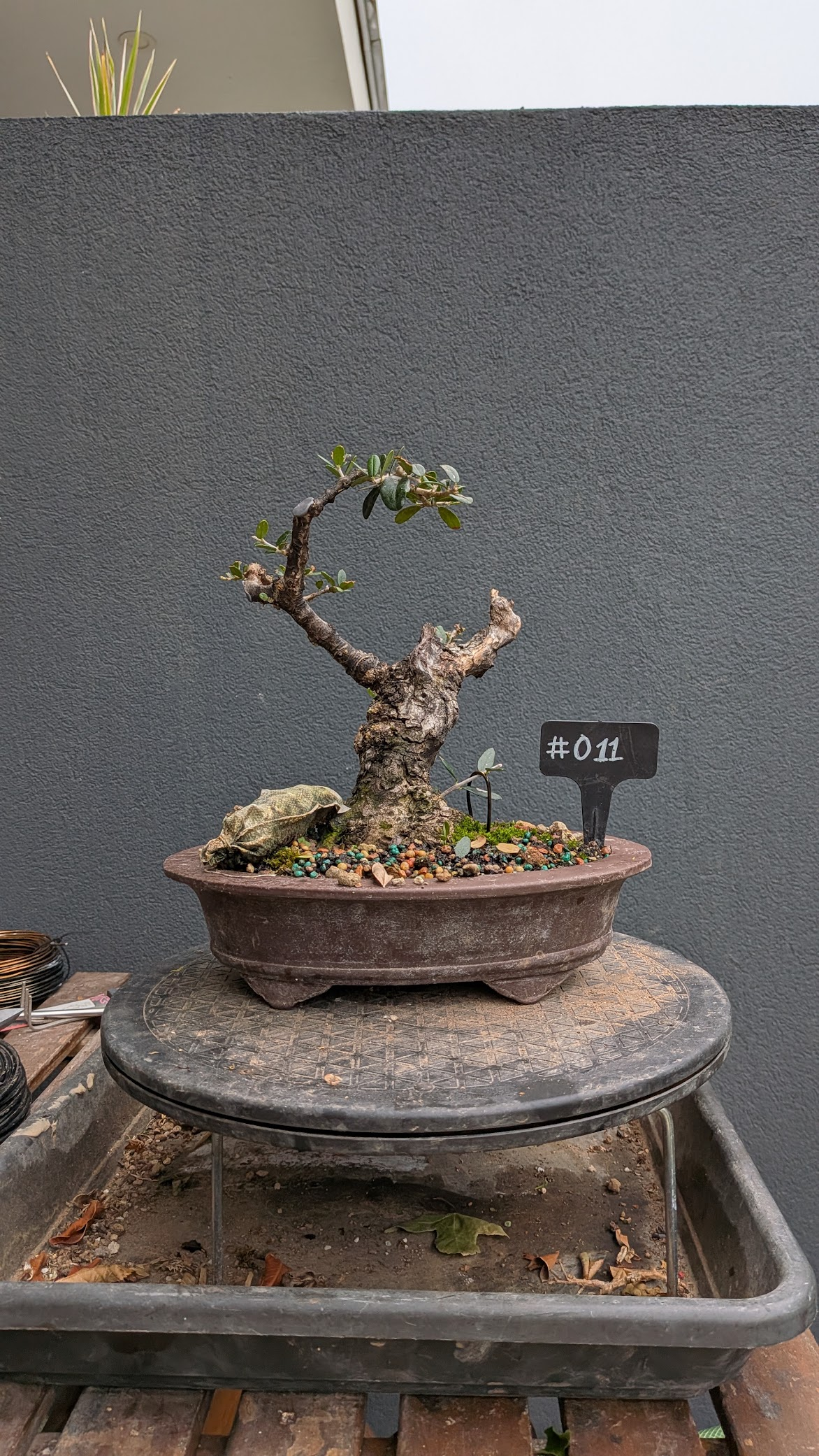 Olive #O011