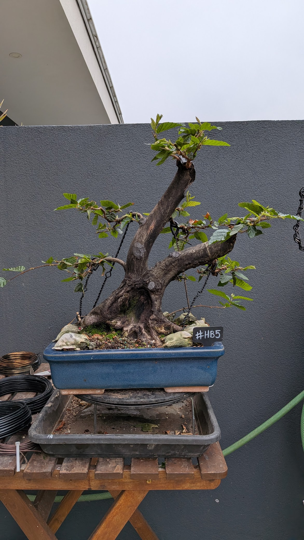 Hornbeam #HB5