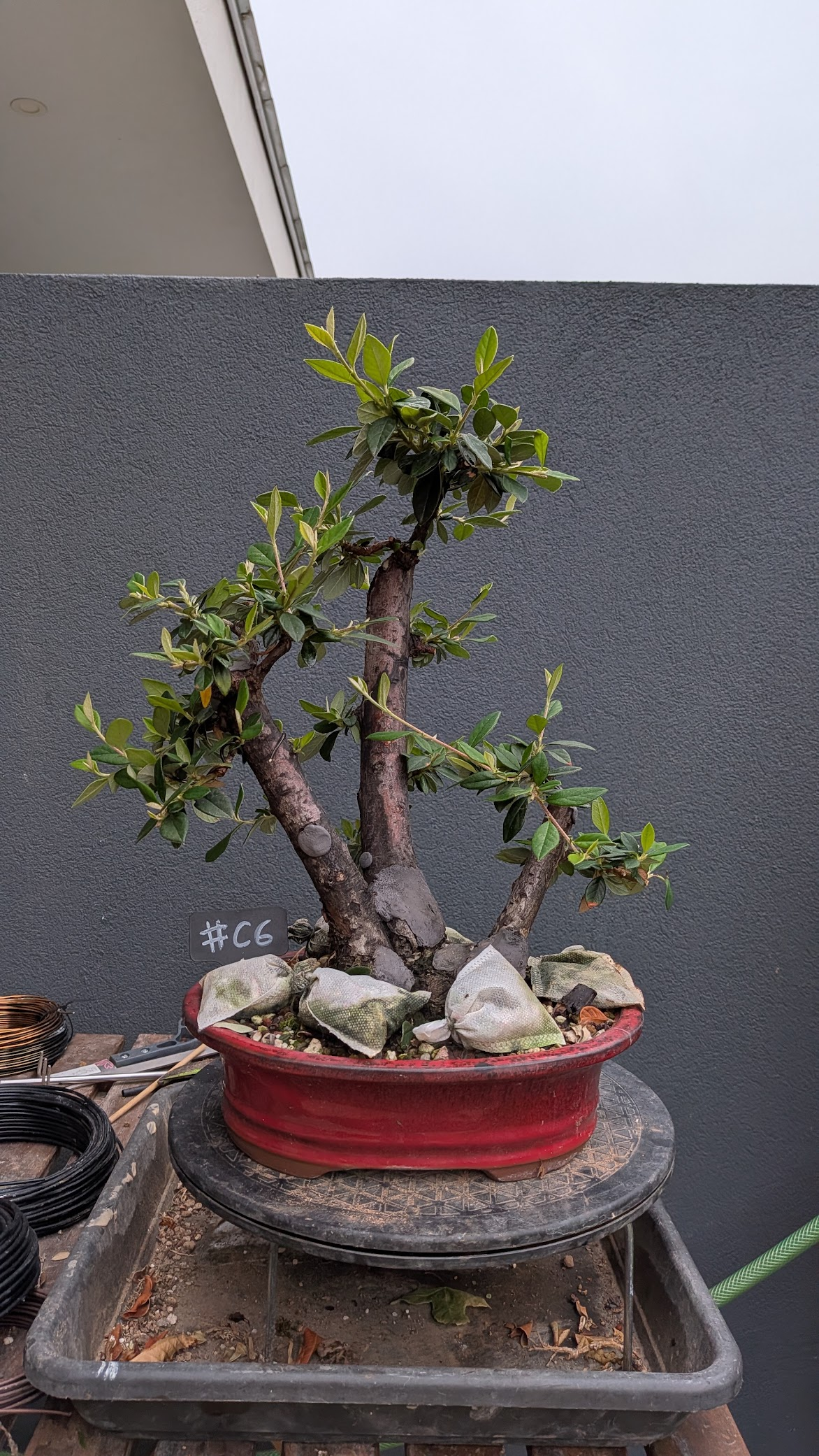 Cotoneaster #C6