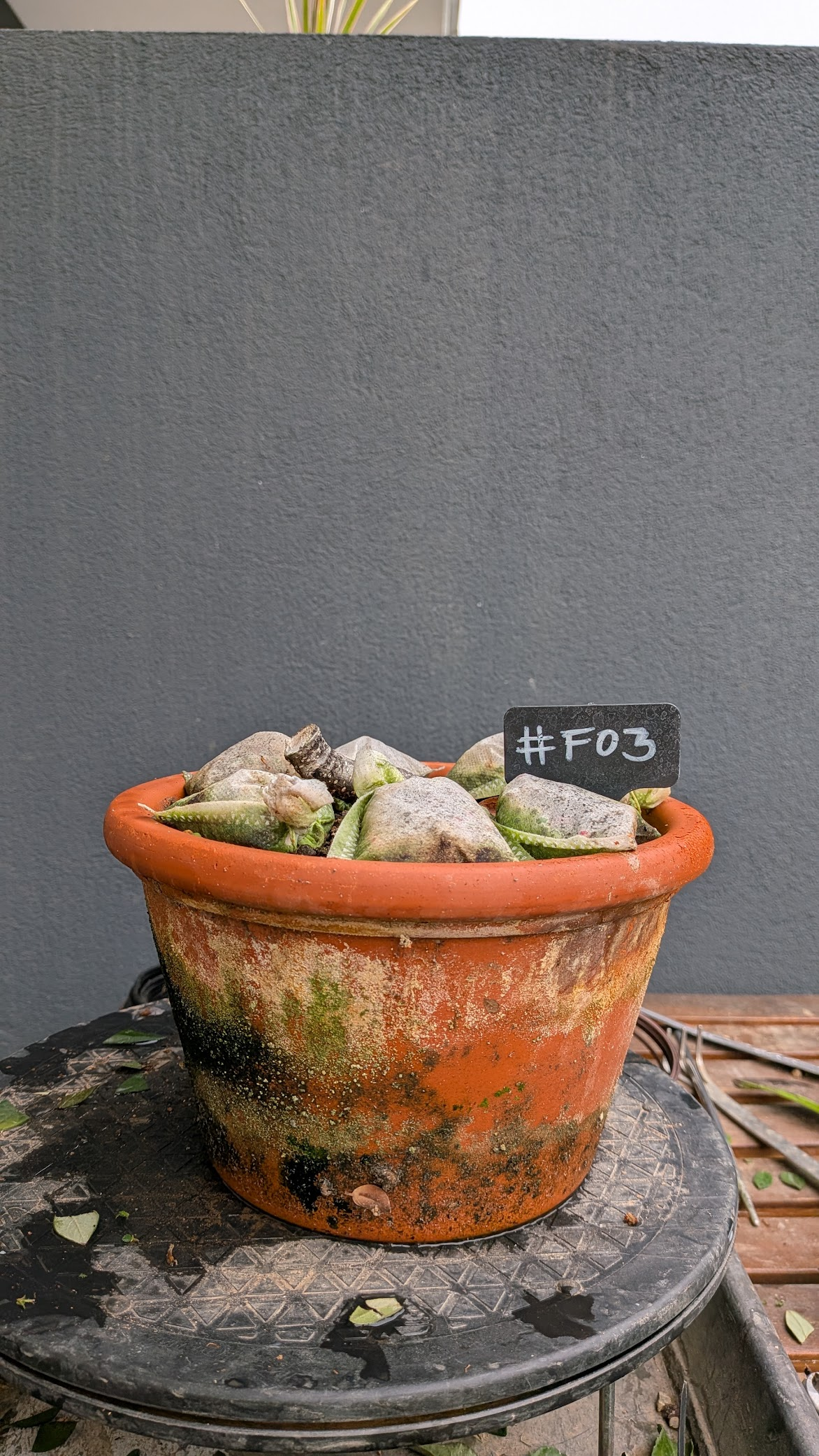Ficus Tigerbark #F3