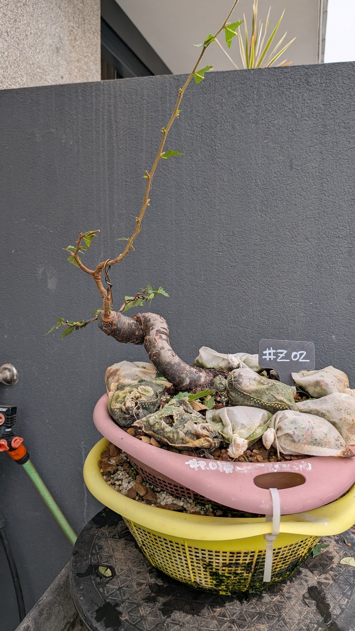 Zelkova Serrata #Z02
