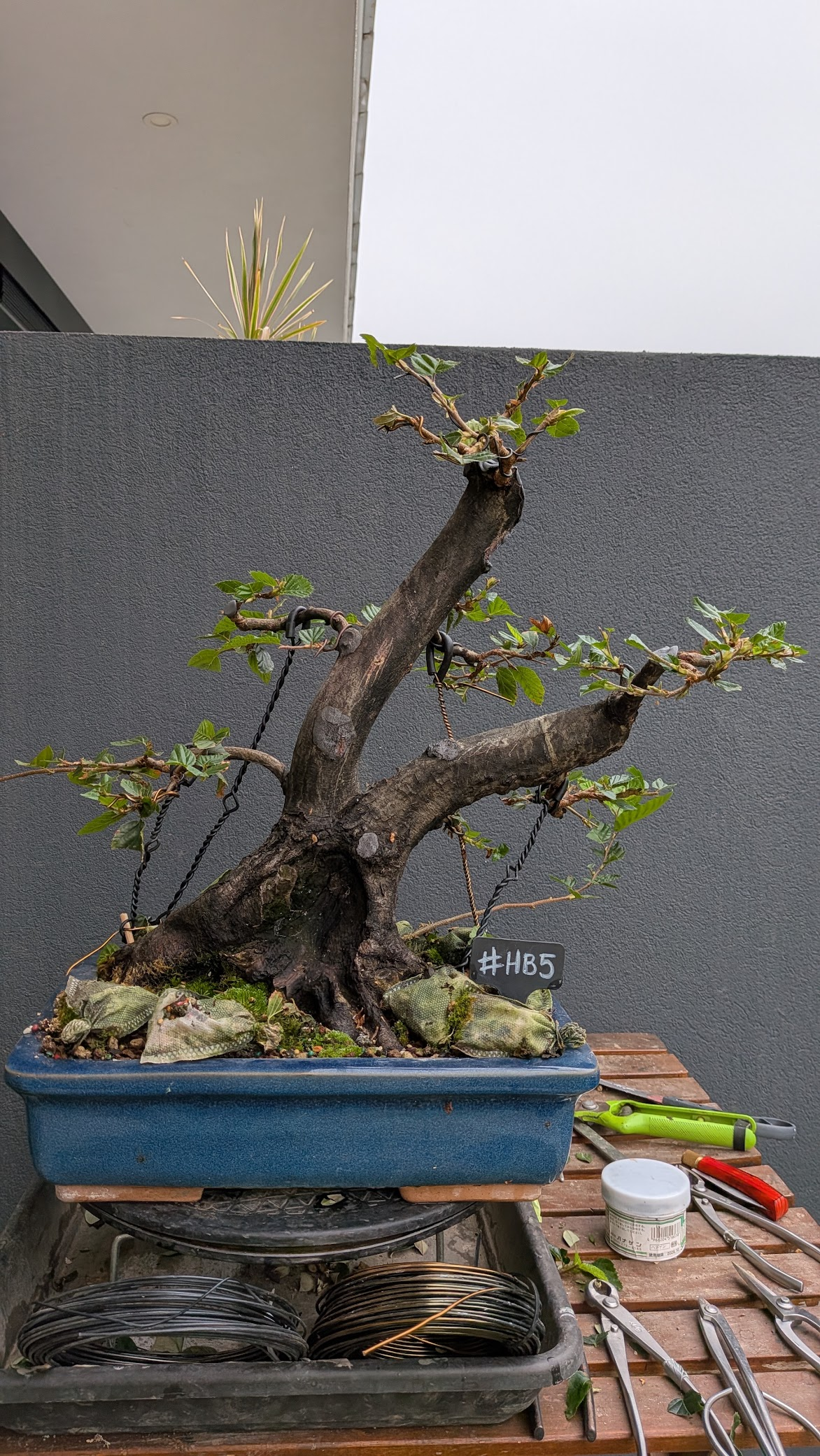 Hornbeam #HB5
