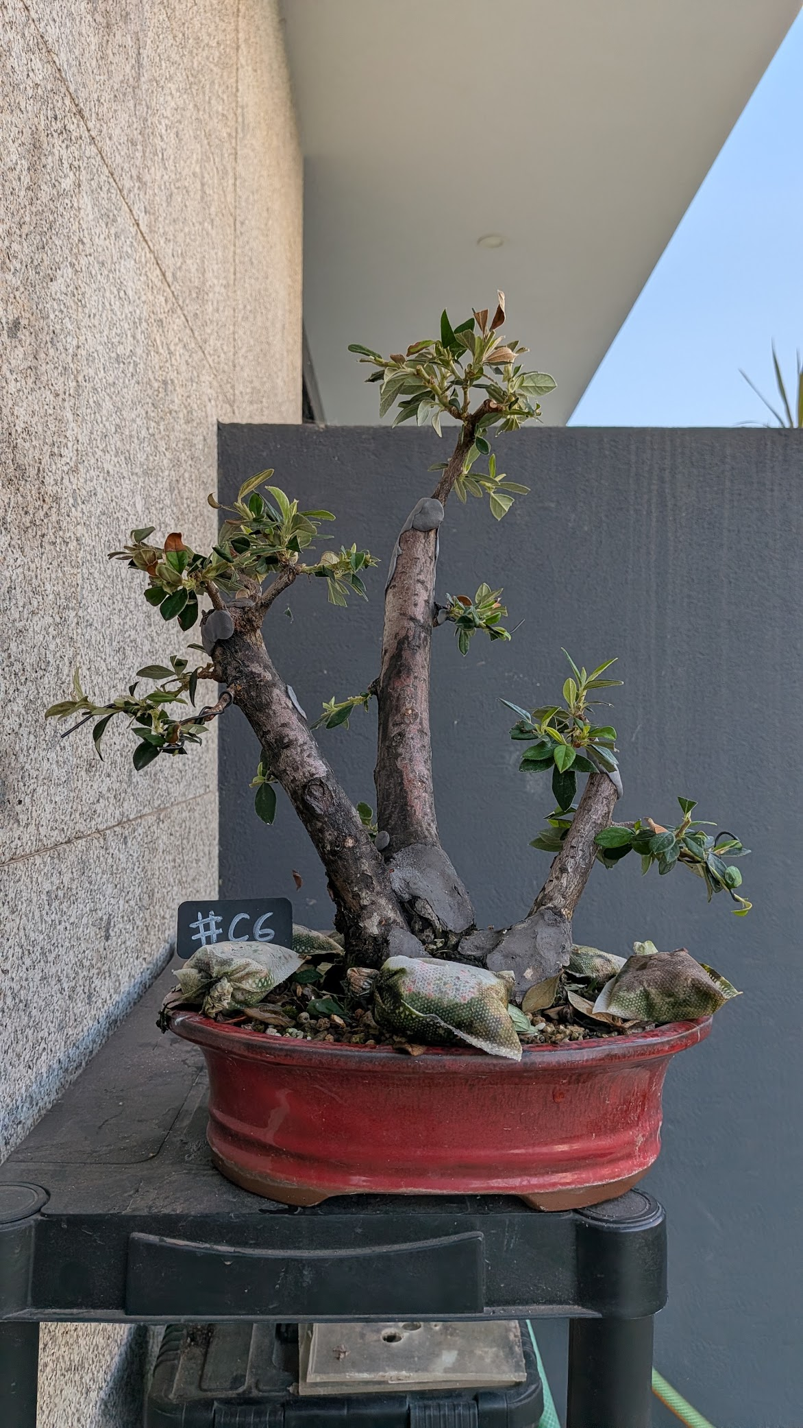 Cotoneaster #C6