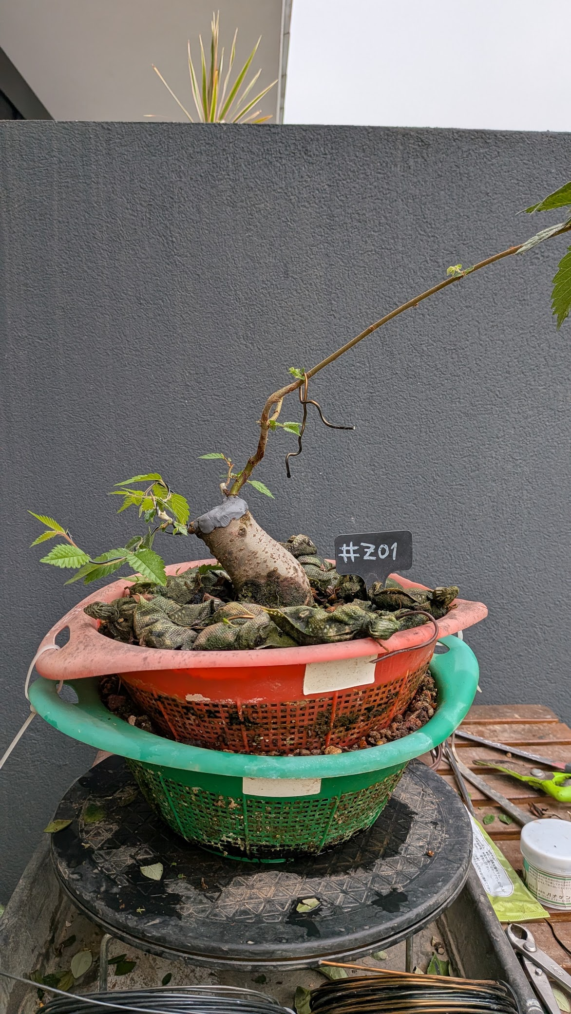 Zelkova #Z1
