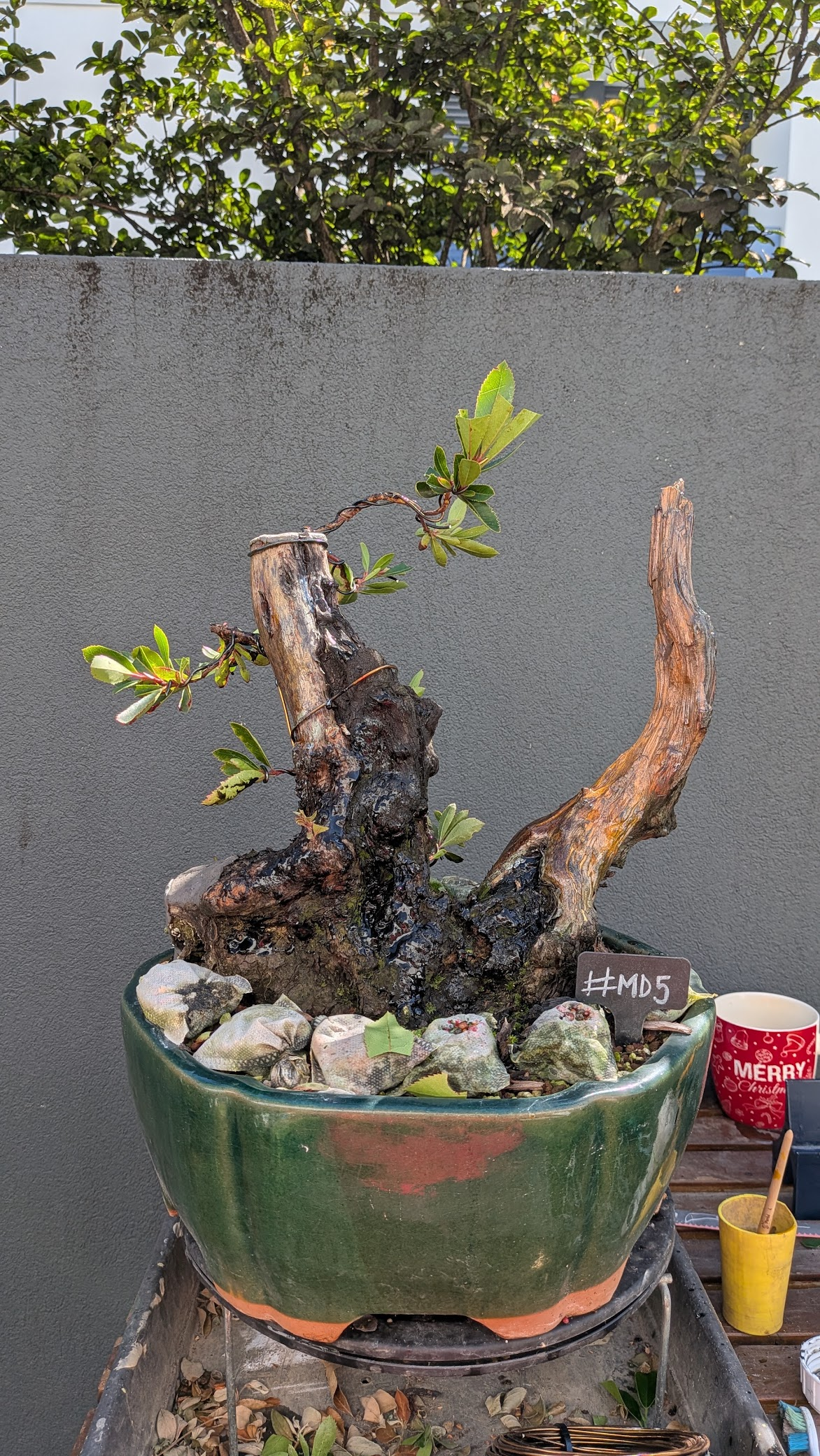Strawberry Tree #MD5
