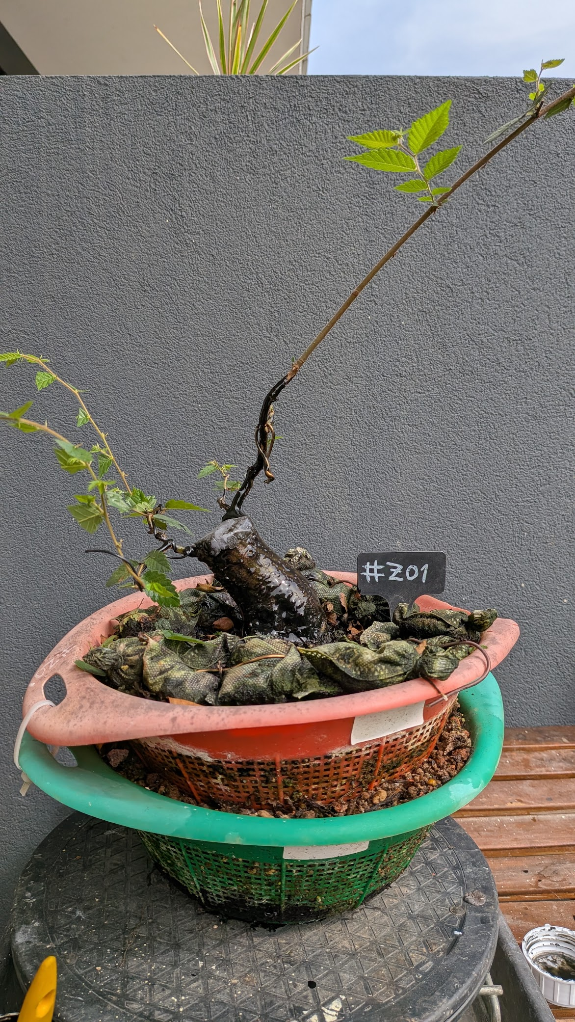 Zelkova #Z1