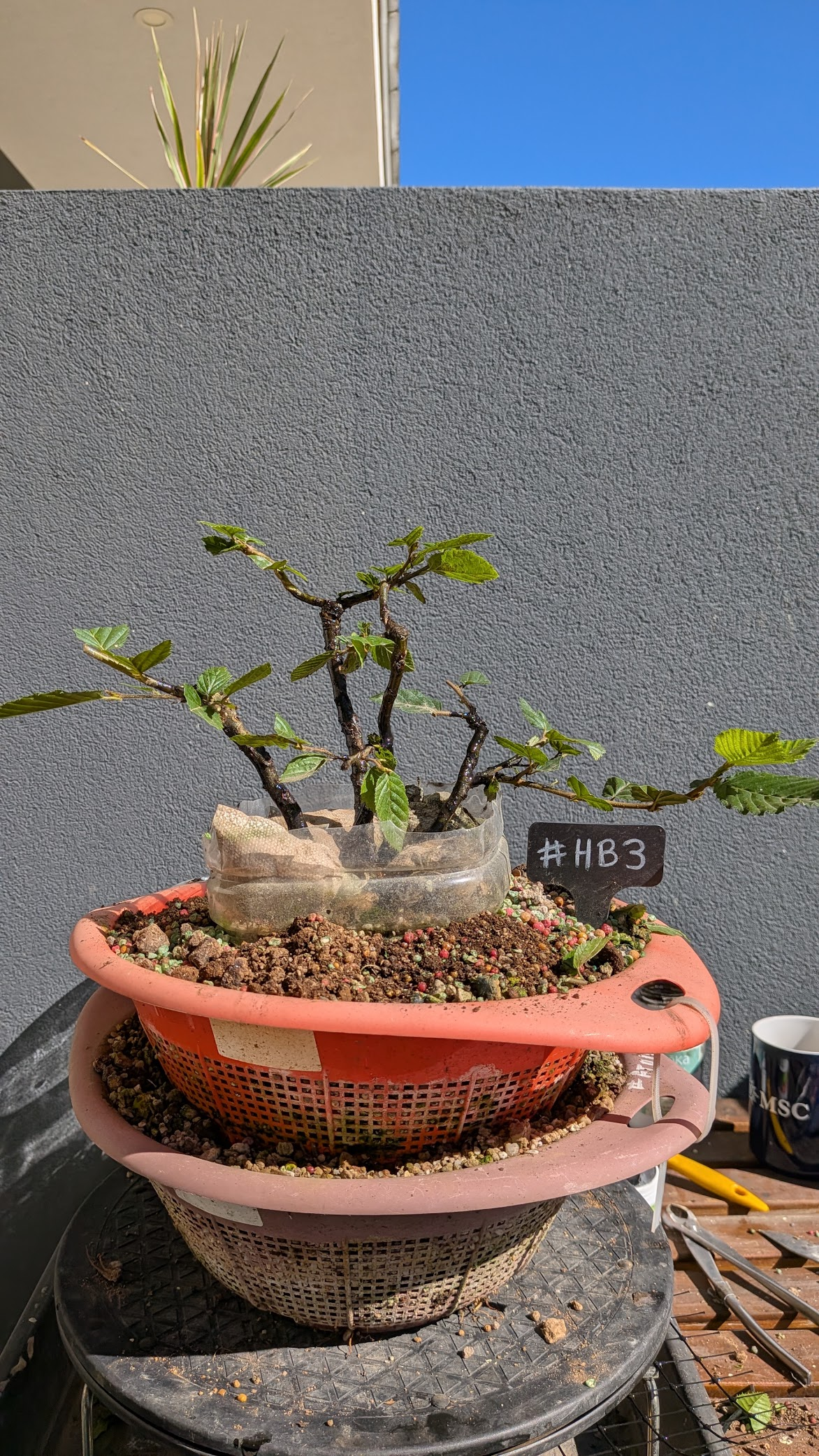 Hornbeam #HB03