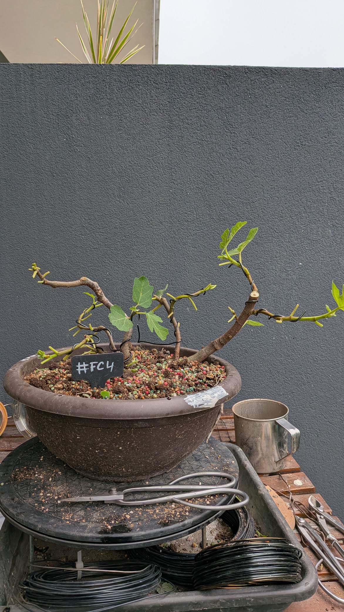 Ficus Carica #FC4