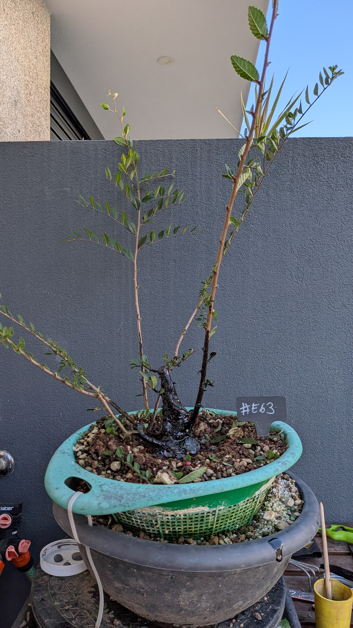 Chinese Elm #E63